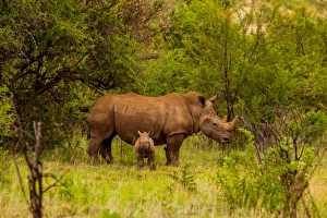 Togetherness Prints: African rhino and baby, Kruger National Park, Johannesburg, South Africa, Africa