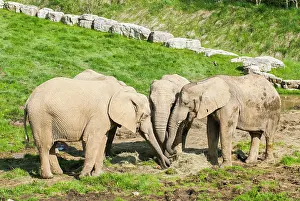 Elephant Prints: African savanna elephant (Loxodonta africana)