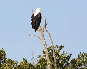 Eagle Prints: African sea eagle (Haliaeetus vocifer), Isimangaliso Greater St. Lucia Wetland Park