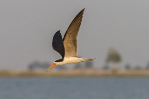 Wingspan Prints: African skimmer (Rynchops flavirostris), in flight, Chobe National Park, Botswana, Africa
