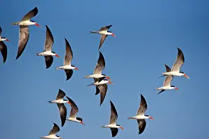 Stunning Prints: African skimmer (Rynchops flavirostris) in flight, River Chobe, Botswana, Africa