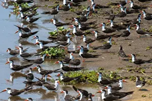 Uganda Prints: African skimmers along the Nile River
