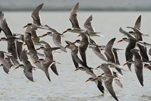 African skimmers (Rynchops flavirostris) in flight over Lake Gipe, Tsavo, Kenya, East Africa