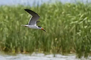 Tsavo Prints: African skimmers (Rynchops flavirostris) in flight over Lake Gipe
