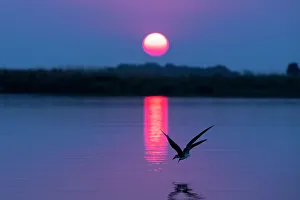 Mood Prints: African skimmers (Rynchops flavirostris) at sunset, Chobe National Park, Botswana, Africa