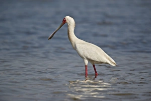 African spoonbill (Platalea alba), Selous Game Reserve, Tanzania, East Africa, Africa