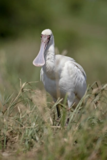 Images Dated 16th November 2007: African Spoonbill (Platalea alba), Kruger National Park, South Africa, Africa