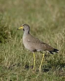 Images Dated 9th October 2007: African Wattled Lapwing (Wattled Plover) (Vanellus senegallus), Masai Mara National Reserve