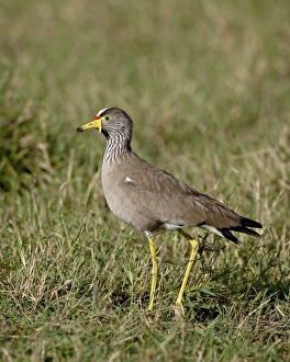 Images Dated 9th October 2007: African Wattled Lapwing (Wattled Plover) (Vanellus senegallus), Masai Mara National Reserve