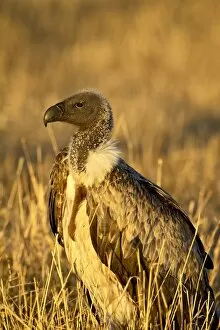 Images Dated 21st October 2006: African white-backed vulture (Gyps africanus)