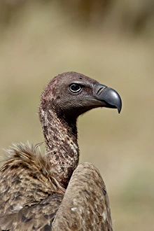 Images Dated 4th October 2007: African white-backed vulture (Gyps africanus), Masai Mara National Reserve