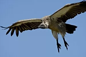Images Dated 4th October 2007: African white-backed vulture (Gyps africanus) on final approach, Masai Mara National Reserve