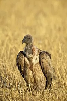 Images Dated 21st October 2006: African white-backed vulture (Gyps africanus), Masai Mara National Reserve