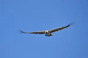 African white-backed vulture (Gyps africanus) in flight, Ngorongoro Crater, Tanzania