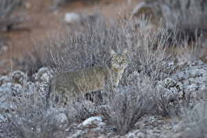 African wild cat (Felis silvestris lybica), Kgalagadi Transfrontier Park, encompassing the former Kalahari Gemsbok National Park, South Africa, Africa