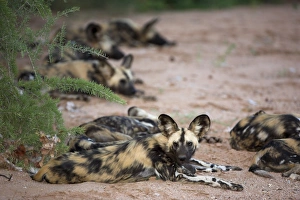 Images Dated 27th January 2000: African wild dog