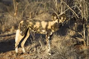 Images Dated 27th January 2000: African wild dog