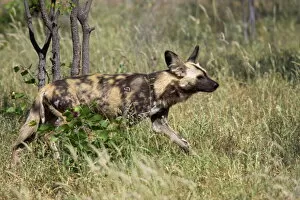 Images Dated 27th January 2000: African wild dog