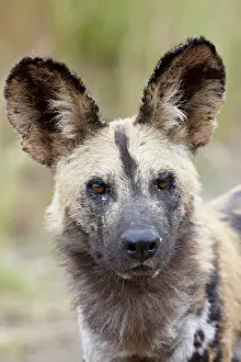 Foreground Focus Prints: African wild dog (African hunting dog) (Cape hunting dog) (Lycaon pictus)