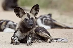 Lying On Front Prints: African wild dog (African hunting dog) (Cape hunting dog) (Lycaon pictus)