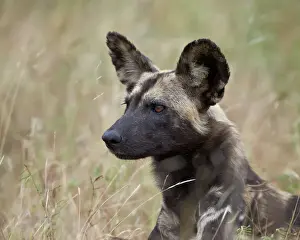 Wild Dog Prints: African wild dog (African hunting dog) (Cape hunting dog) (Lycaon pictus)