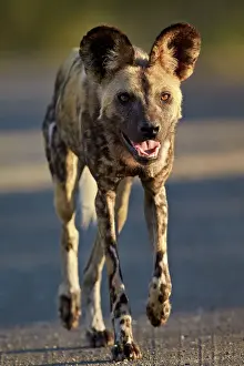 Wild Animals Prints: African wild dog (African hunting dog) (Cape hunting dog) (Lycaon pictus) running