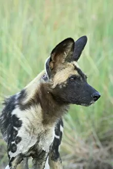 Animal Head Collection: African wild dog (Lycaon pictus)