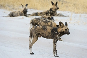 Savuti Prints: African wild dog (Lycaon pictus), Savuti, Chobe National Park, Botswana, Africa