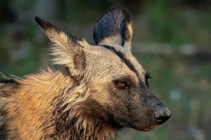 Strong Prints: African wild dog (Lycaon pictus), Khwai, Okavango Delta, Botswana, Africa