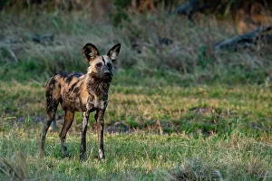 Savanna Prints: African wild dog (Lycaon pictus), Khwai, Okavango Delta, Botswana, Africa