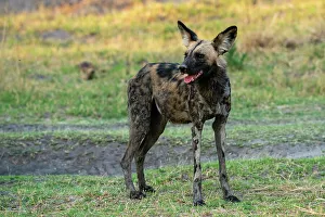 Savanna Prints: African wild dog (Lycaon pictus), Khwai, Okavango Delta, Botswana, Africa