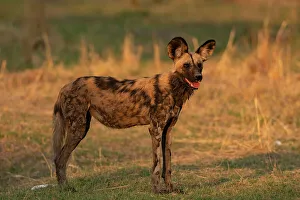 Savanna Prints: African wild dog (Lycaon pictus), Khwai, Okavango Delta, Botswana, Africa