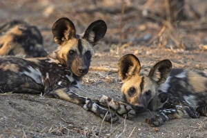 Lying On Front Prints: African wild dog (Lycaon pictus) at rest, Kruger National Park, South Africa, Africa