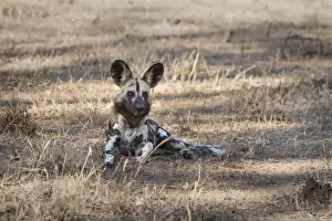 Wild Animals Prints: African Wild Dog (Painted Dog) (African Hunting Dog) (Lycaon Pictus), Zambia, Africa