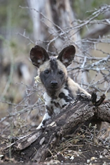 Kwazulu Natal Prints: African wild dog pup (Lycaon pictus), Zimanga private game reserve, KwaZulu-Natal