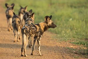 African wild dogs (Lycaon pictus), Madikwe Game Reserve, North West province, South Africa, Africa