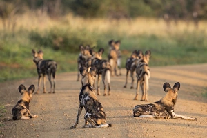Large Group Of Animals Prints: African wild dogs (Lycaon pictus)