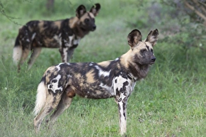 African wild dogs (Lycaon pictus), Madikwe Game Reserve, North West province, South Africa, Africa