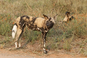 African wild dogs (Lycaon pictus), Kruger National Park, South Africa, Africa
