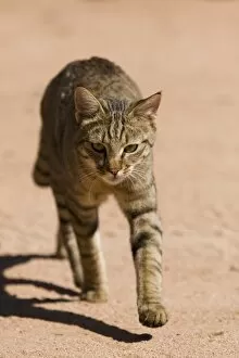 African wildcat (Felis libyca)