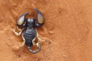 Northern Cape Prints: African yellow leg scorpion (Opistophthalmus carinatus)
