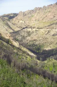 Damaged Prints: Aftermath of major forest fire in Corsicas National Park (Parc Naturel Regional de Corse)