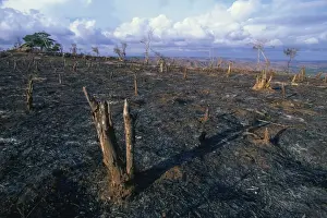Kuta Prints: The aftermath of traditional slash and burn on hilltop near Kuta, south coast