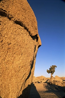 Wasteland Prints: Afternoon light on rock and tree