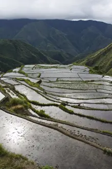 Luzon Prints: Afternoon sunshine reflected on water filled rice terraces