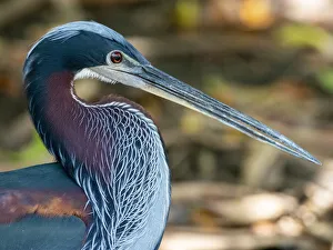 Pantanal Prints: Agami heron (Agamia agami), Rio Pixaim, Mato Grosso, Pantanal, Brazil, South America
