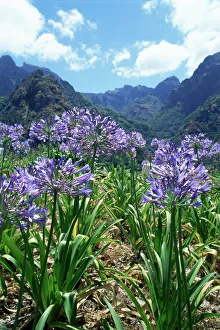 Madeira Prints: Agapanthus flowers near Serra de Agua