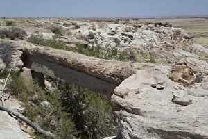 Arizona Prints: Agate Bridge, a petrified log spanning ravine