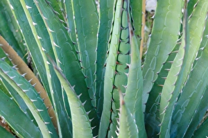 Leaves Prints: Agave on the Bright Angel trail, Colorado, United States of America, North America