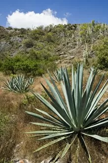 Shrub Collection: Agave cactus for making Mezcal